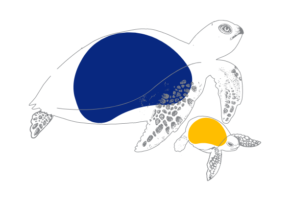 Little Stars and She Preconception Care Example of Tortoise